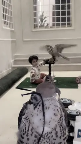 صقار المستقبل ماشاءالله 🪶#foryou #fyp #صقاقير_الخليج #سكاكا #عزوز_العارف 