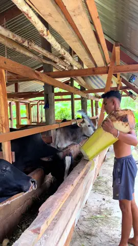 #promomakangajian #fyppppppppppppppppppppppp #sapiacehbesar #sapiacehbesar #promomakanmerdeka #jelajahindonesia #foryoupage 