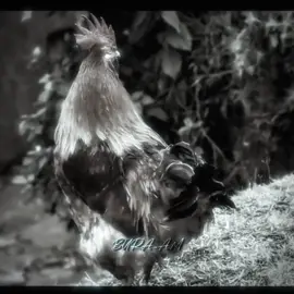 copylink guys 🩵#fyp #fypシ゚viral #ethiopian_tik_tok #fyppppppppppppppppppppppp 