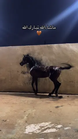 ماشاءالله القلب🙏🏼🤎#هتان_السّمو #fyp #اكسبلور #explore #الانتشار 