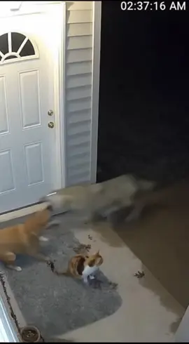 #dogsofttiktok #catsoftiktok #dog #wolf #cat 