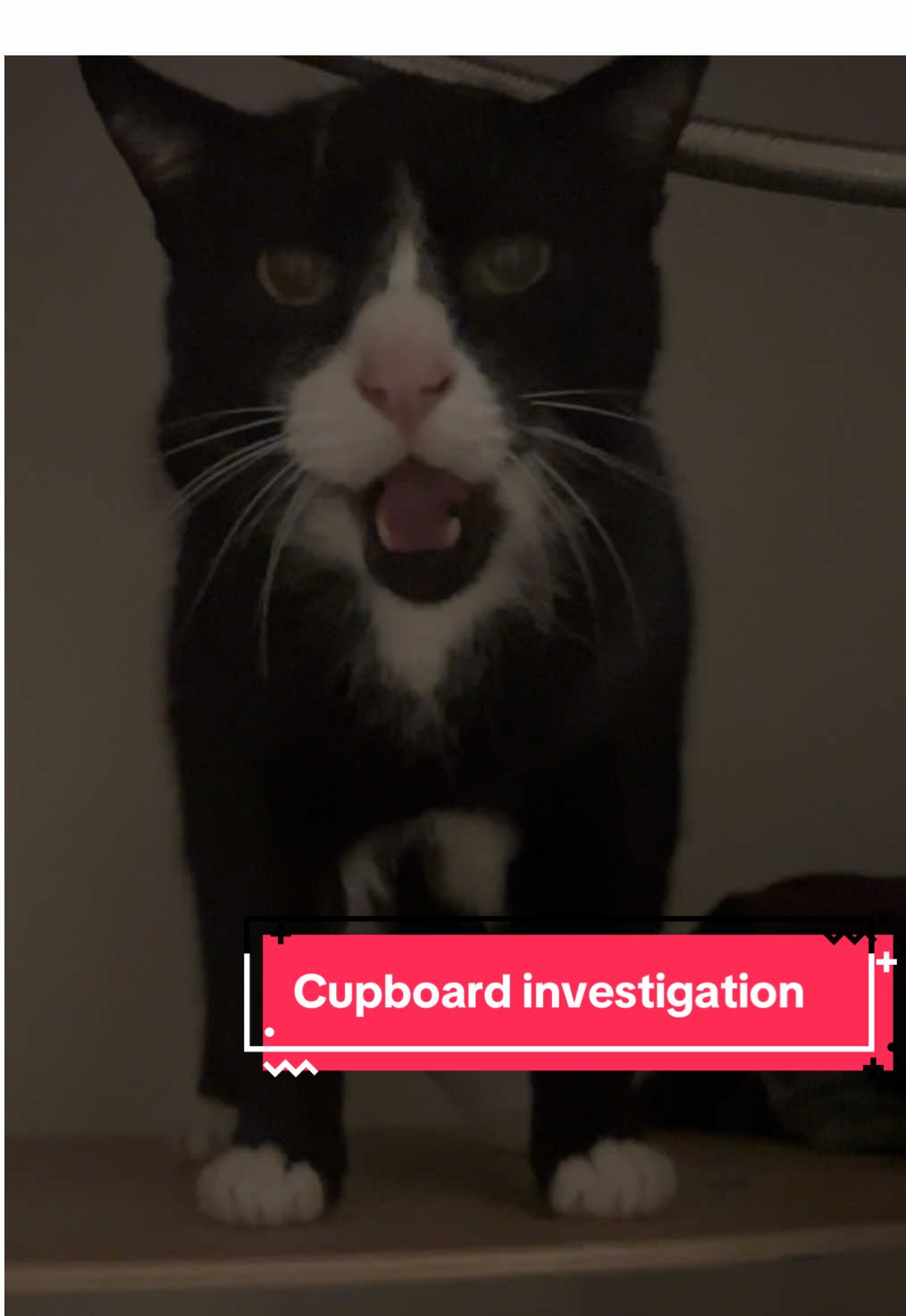 What does Arthur want?  #cattok #meow #cats #catlover #catcontent