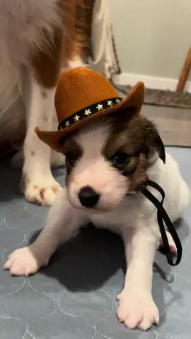 wait for it… #bigiron #kooiker #kooikerhondje #puppies @Cinder & the Kooiker Crew 