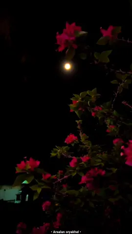 Lines of Asmar •💞           #foryou #pashto #pashtopoetry #repost #i9ote1 #unfreezemyacount 