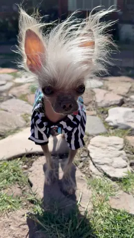 #mrpumpernickel #chinesecrested #hairlessdogs