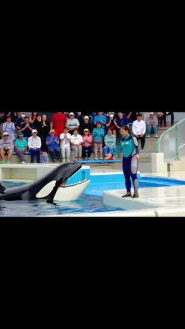 #creatorsearchinsights آخر لحضات جيسكا والحوت ياكلها#AI فيديو#جيسكا #fypتوضيح هذا  بذكاء الا#Jessica 