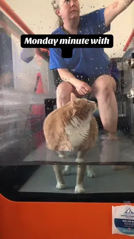 Monday minute with Cheese! Update at the end! #fyp #orangecatsoftiktok #catsoftiktok #wateraerobics #livehighlights 
