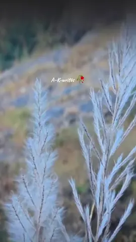 #CapCut #creatorsearchinsights 