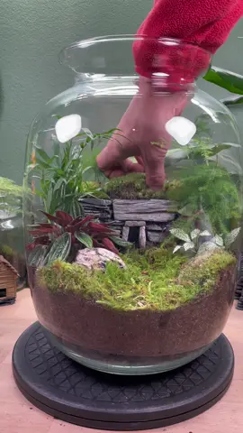 Planting up a bioactive cave terrarium… Love the way this turned out! Do you think the client will be pleased? You can watch how the cave was made in one of our previous videos but it’s basically dry stone walling techniques with superglue to hold it together.  This contains the all-star terrarium plants. If your starting out these are great ones to use as they’re fairly hardy and grow slowly and won’t fill up your glass straight away. I’ll list the plants below; Pepperomia Rosso Parlour palm Asparagus fern Various fittonia Creeping fig  Various moss #terrariums #crafting #terrariumdesign #houseplants #moss 