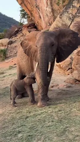 Cute little baby.  #animals #wildlife #elephant #fyp #usa 