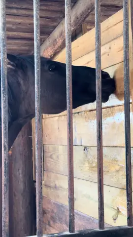 It’s the eye contact for me, as she savors Satan‘s marinade 🙄 What a little monster.  . . . #h#horsef#funnyhorseh#horsetoke#equestrianm#mare