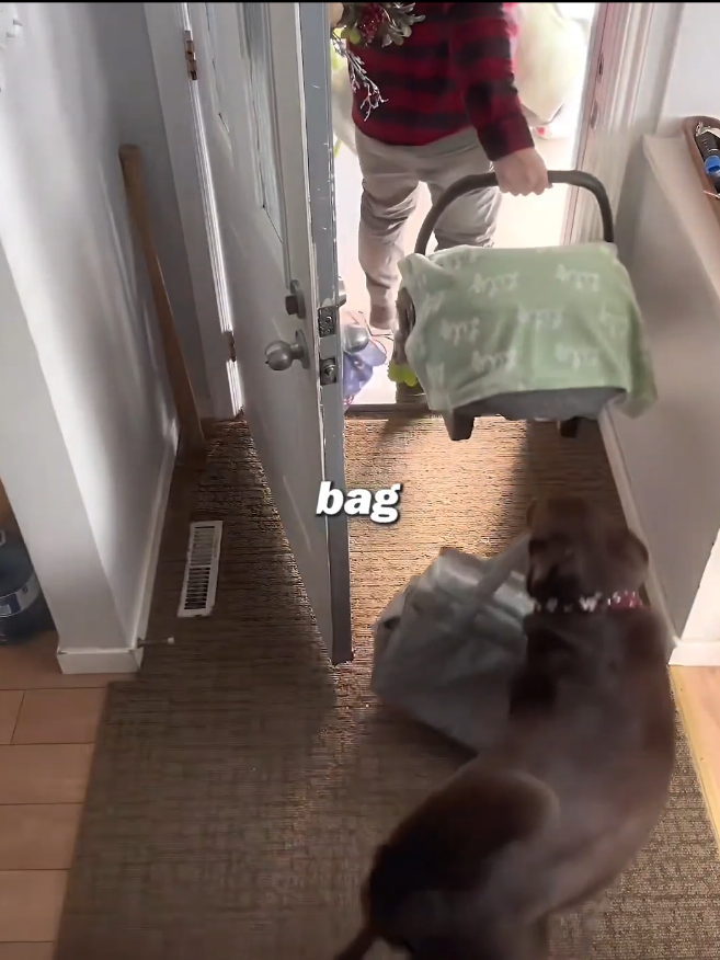 When the Family Dog Thinks She_s Not Invited❤️