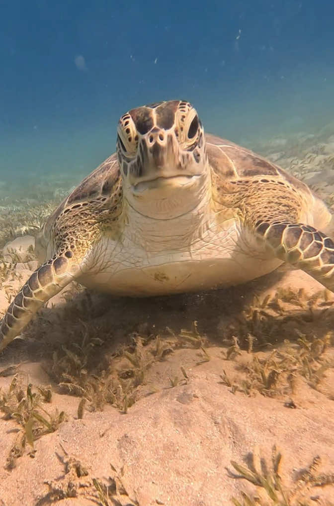 Schildkröte 🐢 am 28.10.2025 am Hausriff vom JAZ Makadi Oasis Resort Makadi Bay Hurghada #hurghada #makadibay #ägypten #schnorcheln #jazmakadioasis 