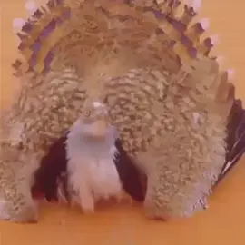 على الحباري ✌🏻 #fyp #4u 