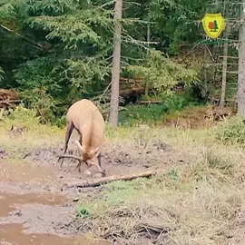 Cerbul Alfa la Ocolul Silvic Broșteni  📽 Ionel Moroșanu