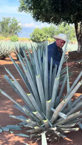 ASI es como se jima un agave 🤩