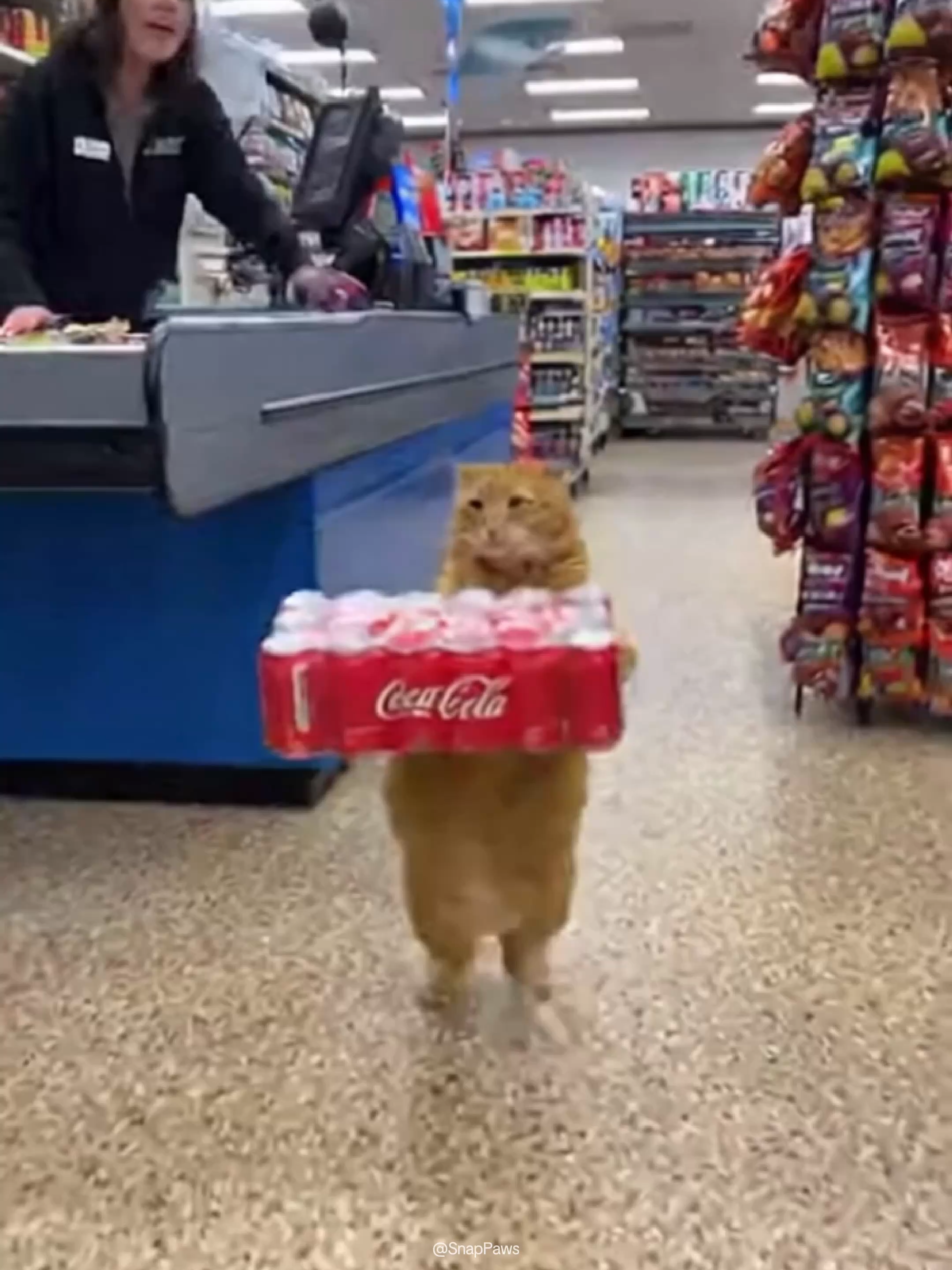 Cat on the Run: The Coke Heist 🥤🐾#orangecat #catmemes #cat