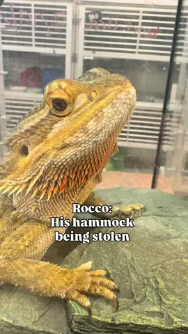 They ain’t afraid of no ghosts, but they have many, many other hyper specific fears.👻 This Spooky Season skip the tricks, and get a friend who’s all about treats! Your new bestie as waiting at the shelter for you! 🎃 #dog #cat #adoptdontshop #animalshelter 