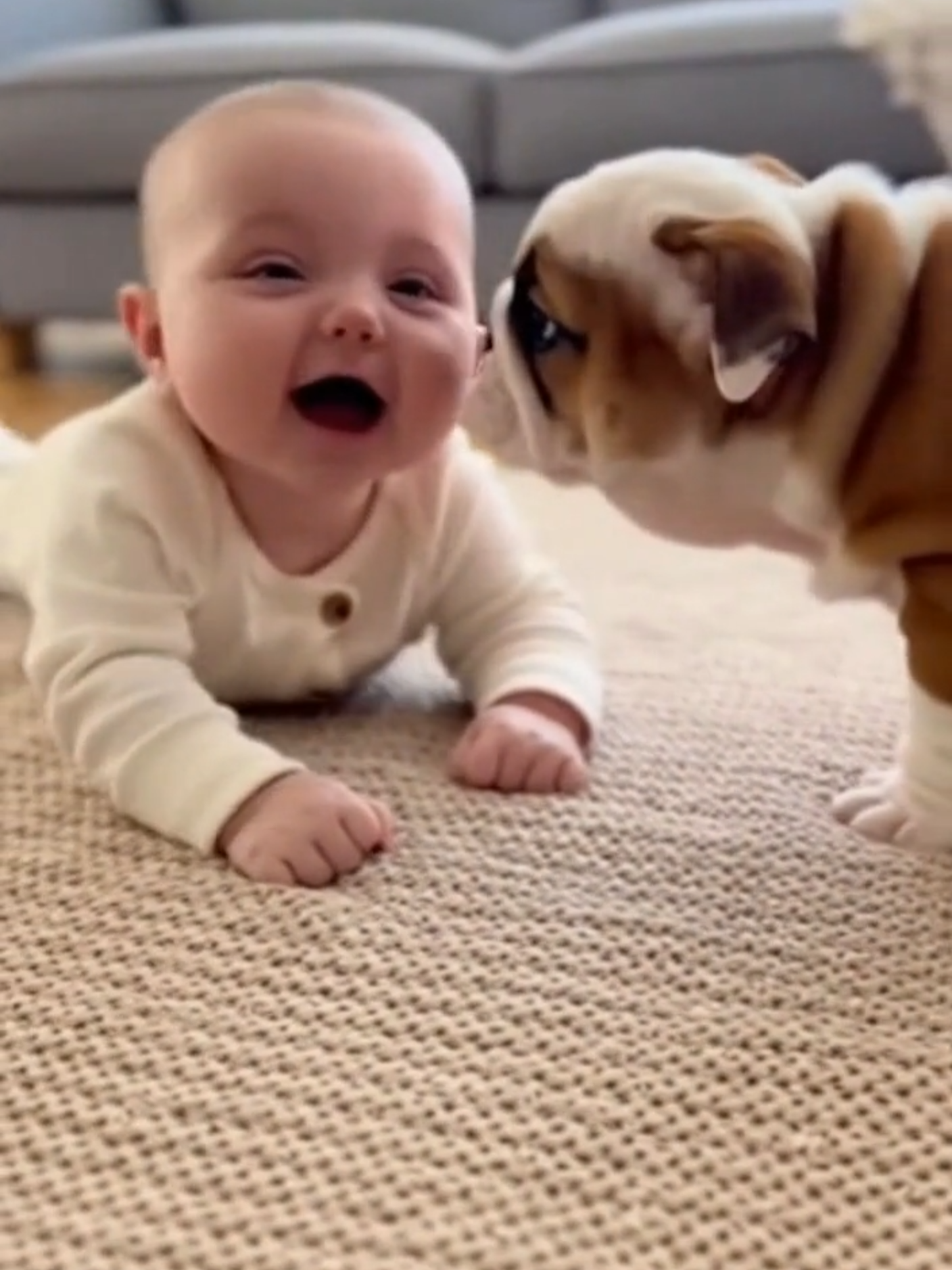 Bull dog and baby, when bull dog showing love ##tiktokpetslover #doglovebaby🥰♥️♥️ #friendship #funnydogvideos