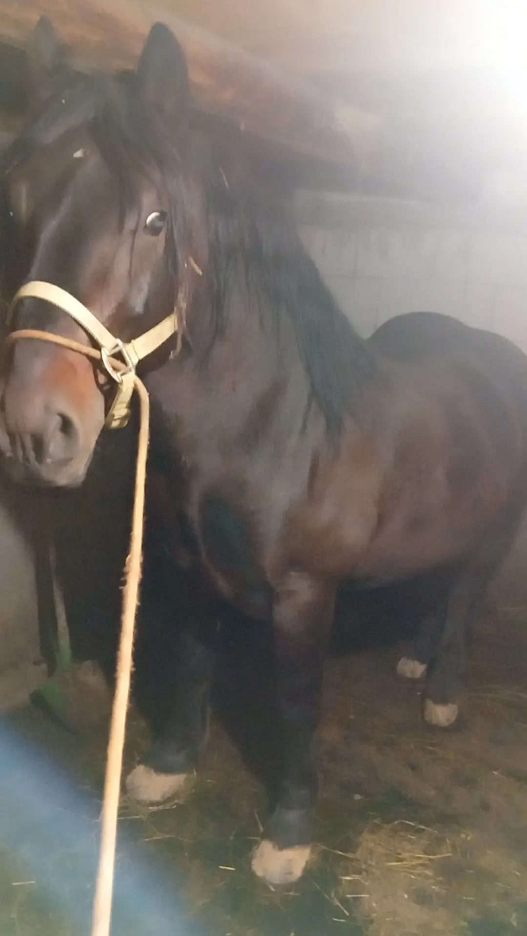 Nu i cal mare 1,60 la greaban dar e cal cu forme maxime piept picioare gât tot ce vrei #betyar💪❤️ #foryoupage❤️❤️ #fypp #fyp #foryoupagе 