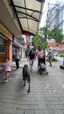Caminando por las calles. . X #LIVEIncentiveProgram #KeepItRealKeepItLIVE #PaidPartnership  #medellincolombia #PetsOfTikTok 