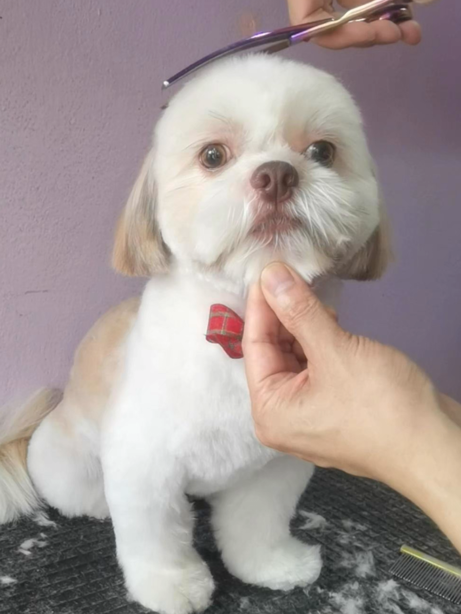 ซอยขนหน้ากลมชิสุห์ ขนช่วงลำตัวตัดสั้นเหลือไว้แค่2เซ็น น้อนชื่ออู้ฟู่ครับผม🥰 #ชิสุห์ #shithzu #ตัดขนหมา #ทาสหมา #เทรนด์วันนี้มาแรง 