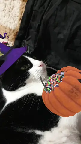 #halloween2021 #cat #marrant #cookie #chat 