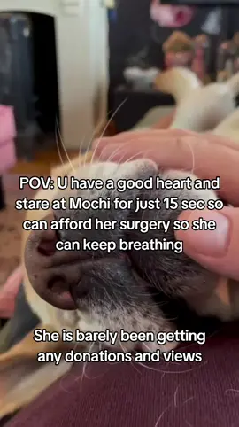 𝗗𝗼𝗻𝗮𝘁𝗶𝗼𝗻 𝗶𝗻 𝗯𝗶𝗼❤️ This is Mochi my little baby, my best friend, my whole world. She was just diagnosed with a life-threatening illness, and without treatment..she won't make it. The vet said we need $4300 to start her care and give her a real chance Watching her get weaker each day is the hardest thing l've ever faced. 1 just want to hold onto her a little longer. Please...if you see this, help us. Even $1 or just a share could save her life, She's only 4 years old ...she still has so much love left to give Help us save Mochi's life. Thank you from the bottom of my heart #savemydog #savemybaby #doglove 