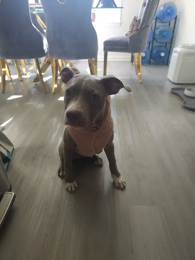 the look she give when she waitin 4 me to give her food. #fyp #puppytiktok  #pitbullsoftiktok  #hurryupwithmyfood