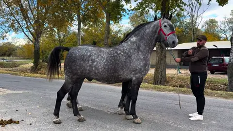 Valahol itt kezdődnek a magyar lovak 185 cm sek 750 kg sok 