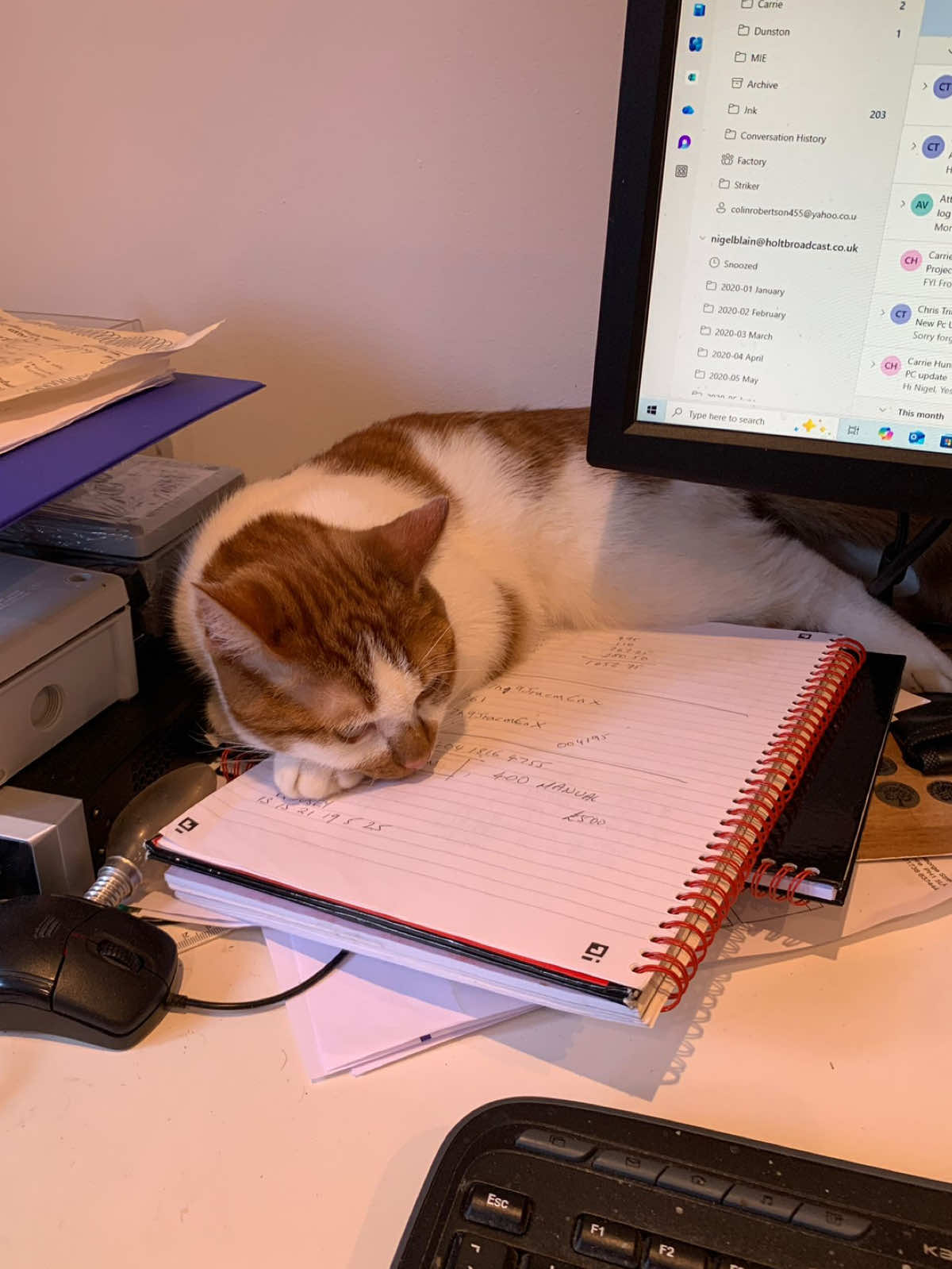 He’s a wild Parsnip, but he’s my Parsnip 🫶🏻 #fyp #foryou #foryoupage #cat #kitten #catsoftiktok #kittensoftiktok #catlover #catmom #catvideo #funnycat #pettok #PetsOfTikTok