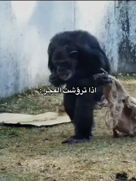 #explore #اكسبلور 