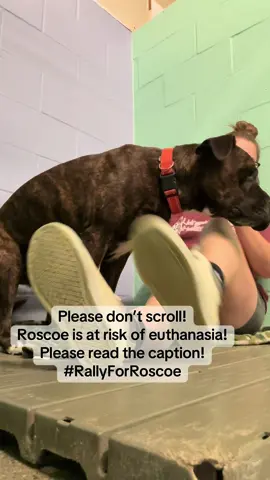 🐾 RALLY FOR ROSCOE — HE DESERVES A CHANCE 🐾 Some may have seen posts made on Facebook and a couple videos on here of a dog who has touched so many lives during his time here at Livingston County Humane Society. ❤️ Roscoe isn’t just another dog to us. He’s the big, goofy, lovable boy who has made an impression on everyone who’s met him. He’s the one our volunteers rush in to see, the dog our staff goes above and beyond for, and the name people remember long after they’ve left the building. For those who may not understand, LCHS is a no-kill shelter, meaning we do not euthanize animals due to time, space, or age. However, in rare and truly heartbreaking circumstances, such as severe medical or behavioral concerns, we are forced to make extremely difficult decisions. Recently, Roscoe was involved in a bite incident. Because of that, he is currently on a bite hold until November 3rd and cannot have visitors during this time. We know how many people care about him and how much this hurts, but we must follow the required protocols to keep everyone safe. Because of this incident, Roscoe is now considered a liability. And as painful as it is to say… if we cannot find an adopter or a rescue to step forward for him, Roscoe is scheduled for euthanasia on November 6th. 💔 This isn’t just another post for us. This is personal. Roscoe has spent more than half of his life in a kennel. Day after day. Month after month. The walls don’t change. The routine doesn’t change. And over time, the hope in a dog’s eyes starts to dim. We’ve watched kennel life take its toll on him. He still tries so hard to shine, tail wagging, goofy grin, playful heart, but it’s harder for him now. The loneliness and stress of long-term shelter life weigh on him, and you can see it in his tired eyes. And yet… we are grateful. Grateful that we still have a little bit of time to fight for him. Grateful that his story isn’t over just yet. Grateful that there’s still a chance, however small it may feel, to help Roscoe find the person he’s been waiting for all this time. ✨ Roscoe isn’t the right dog for everyone. But he is the right dog for someone. Someone experienced. Someone patient. Someone who understands that the best dogs aren’t always the easy ones. Someone who can offer the structure, love, and stability he’s never truly had. Someone who will see beyond the “liability” label and into the heart of the dog we know and love. We will be extremely careful when reviewing applications for Roscoe. This isn’t just a placement. This is his last chance. And we owe it to him to get it right. Our staff and volunteers are carrying heavy hearts. We love this dog deeply. We’ve celebrated his good days and held him through his bad ones. We’re hurting. So we ask, from the bottom of our hearts, please, no negativity. This situation is already unimaginably painful. What we need most right now is compassion, kindness, and hope. 💛 We also want to share that Roscoe does have a potential rescue placement, but nothing is confirmed at this time. While this gives us a little hope, we can’t count on it as a guarantee. That’s why every share, every rescue contact, and every person willing to speak up for him still matters. We are not giving up. 📅 Bite Hold Ends: November 3rd 🕊 Euthanasia Scheduled: November 6th 📩 Apply to Adopt: https://lchumanesociety.dog/index.php/how-to-adopt/ 📞 Contact: lchumanesociety98@gmail.com | 815-842-1025 Roscoe’s story doesn’t have to end here. But time is running out. If you think you might be Roscoe’s person, or know a rescue that can give him the second chance he so desperately deserves, please don’t wait. Share his story. Help us find the person who will see the dog behind the label. We’re grateful for every moment we have left to fight for him. And we’re not giving up. ❤️🐾 #RallyForRoscoe #saveroscoefromeuthanasia #fyp #humanesociety #adopt 