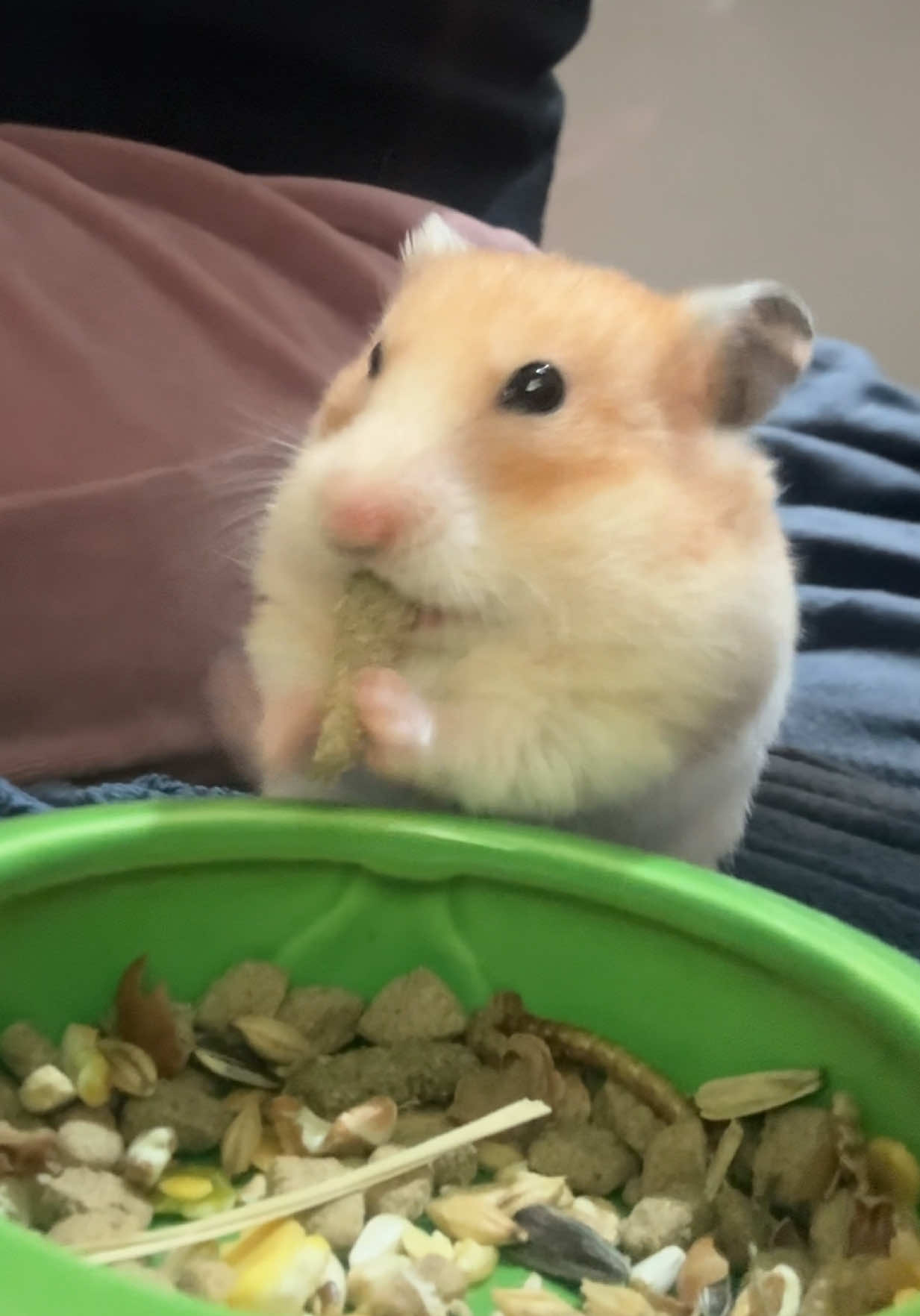 Mniam mniam mniam ❤️🐹💞 #hamsterlove #lovelyhamster #littlehamster #hamsterlife #hamstersoftiktok 