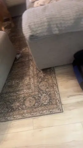 Obsessed with this moody rug! 