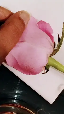 كوثر#فولو #الورد #خطاط #فولو🙏🏻لايك❤️اكسبلور🙏🏻🌹💫 