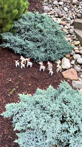 Found some beautiful moose wandering around outside! 