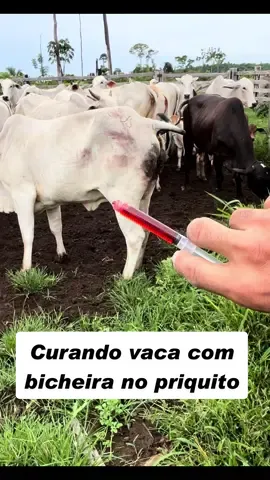 Vaca pegou bicheira no PRIQUITO, nunca vi😳