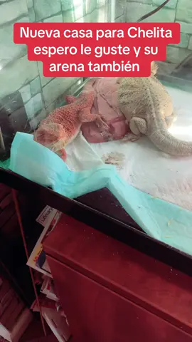 #gapeto#FYP Trending #Reptilesoftiktok#PetsOfTikTok mis amores 