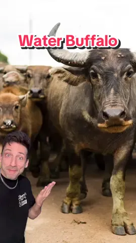 They don’t call them Water Buffalo for nothing 