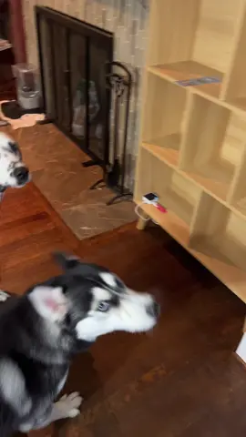 Dinner time #dogsoftiktok #huskydog #dogtok #dalmatian #dramatichusky 