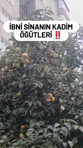 İbni Sinan'ın Bu Kadim Öğütleri Mutlaka Hayatımızda Uygulamayı Unutmayın Arkadaşlar Bu Değerli Bilgileri Beğenmeyi Kaydetmeyi ve Sevdiklerinizle Paylaşmayı Unutmayın İnşallah 🤲✨🌷✨ #ciceklerindunyasiii1  #ibnisina #kadimbilgiler #öğütler #kesfett 