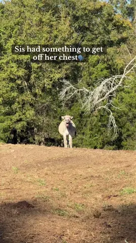 What do you think she was sayin? #cashthedonkey #cashscrewrescue #oursimplehomestead #donkeysanctuary