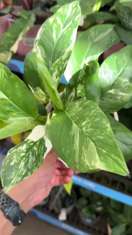 Such a beautiful mosntera 😍