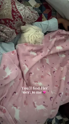 My favorite nap partner 💗 #nexttome #westie #dogsoftiktok 