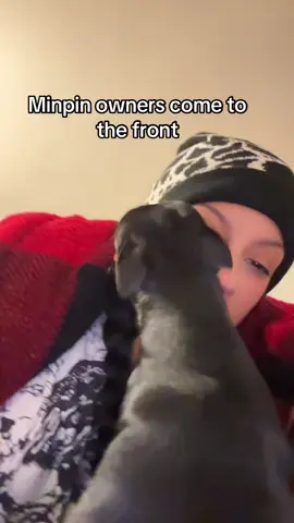 Draco is a very loving min pin