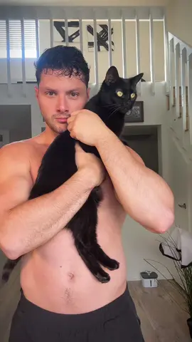 Jinxys Revenge. #acting #funny #cats 