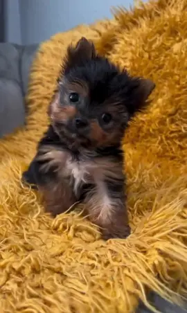 💕::Teacup Yorkie::💖 •••••••••••••••••••••••••••••••••••••••••••••••••••••••••••• #teacupyorkie #yorkie #foryou #worldwide #foryoupage❤️ 