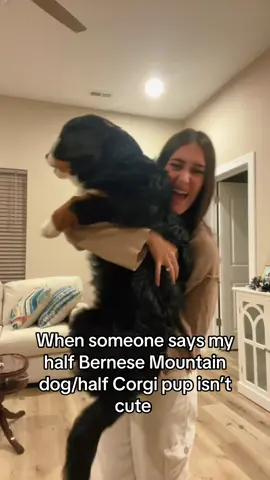 Who would join my Bernorgi fan club??? #corgimix #bernorgi #bernesemountaindog #puppy #cute 