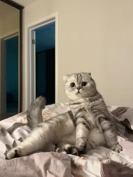 #рекомендации #кошкабоня 